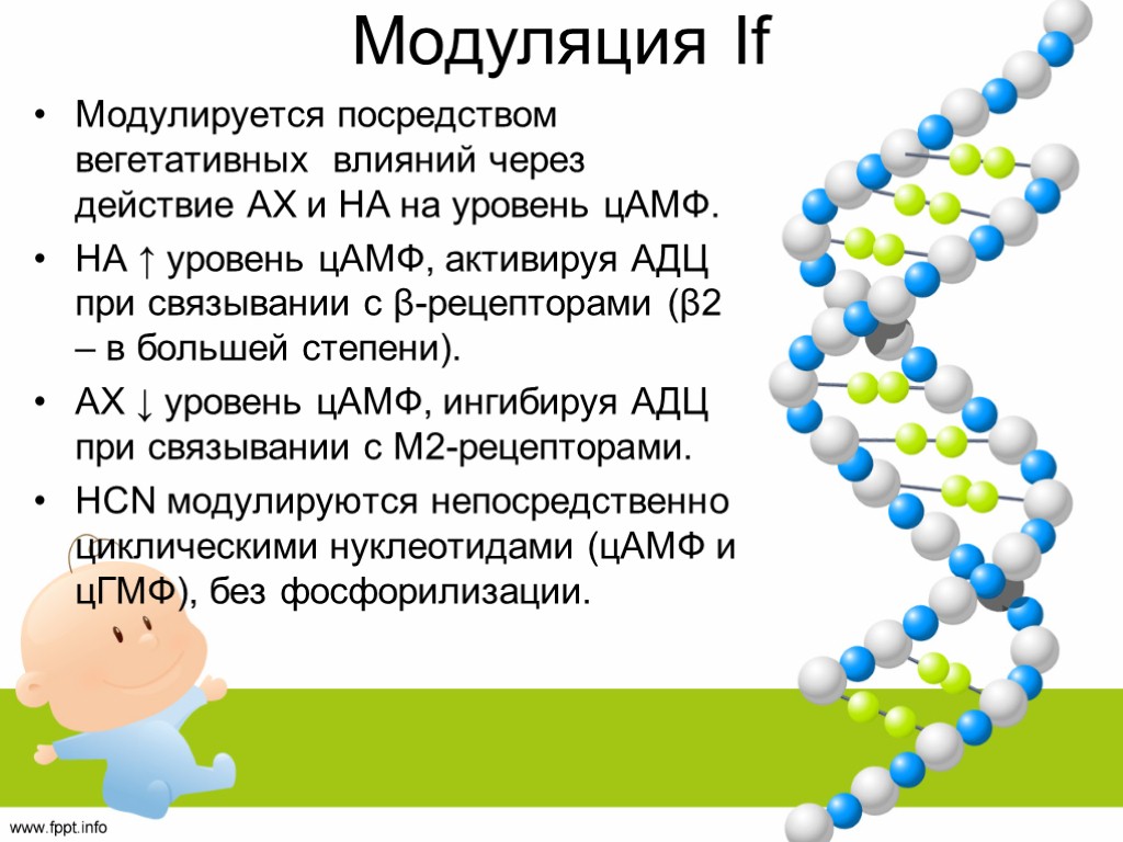 Модуляция If Модулируется посредством вегетативных влияний через действие АХ и НА на уровень цАМФ.